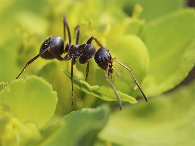 mravlje proti prostatitisu