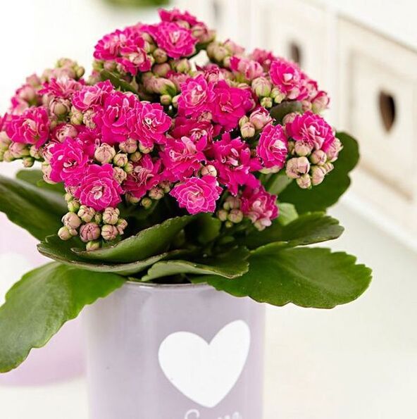 Kalanchoe za zdravljenje prostatitisa