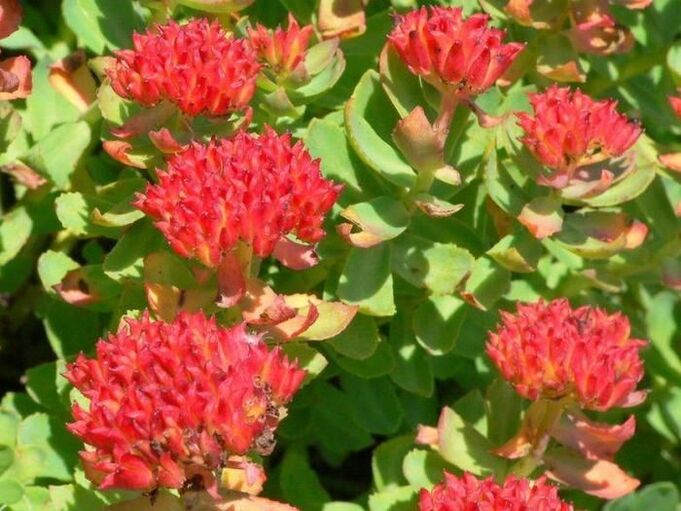 Rhodiola rosea za zdravljenje prostatitisa